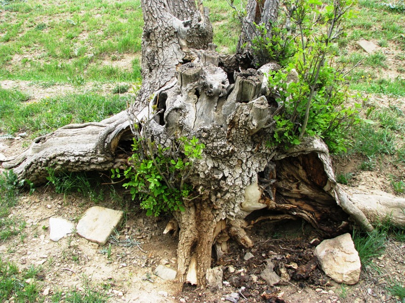 Amazing Root