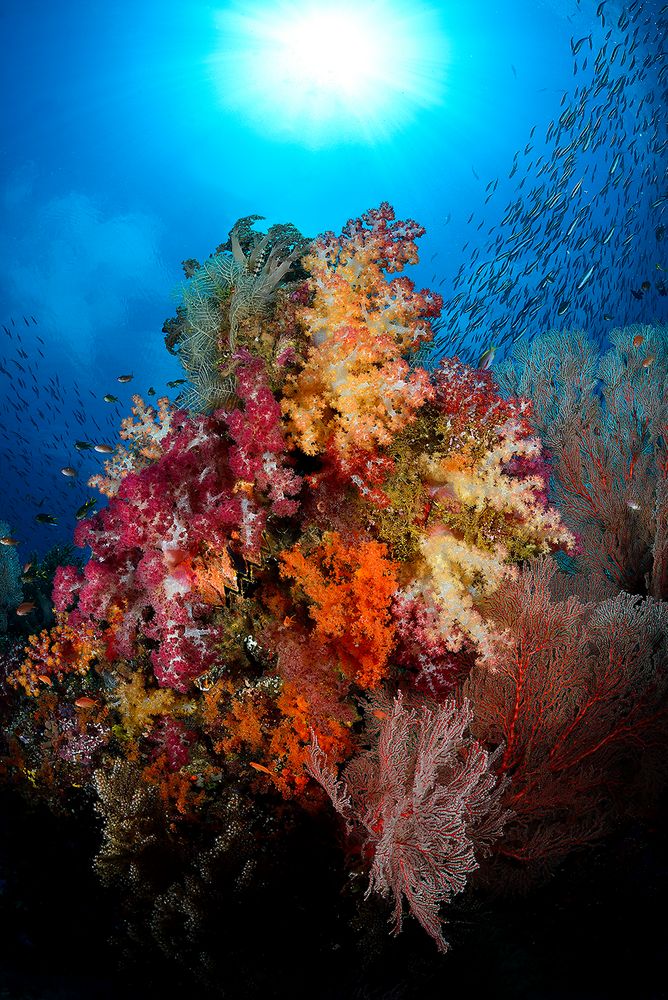 Amazing soft corals