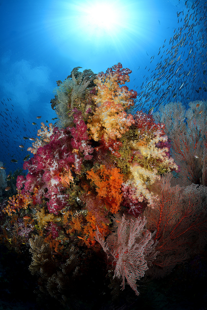 Amazing soft corals