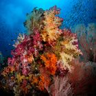 Amazing soft corals