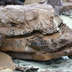 Amazing stones of Stokes Bay