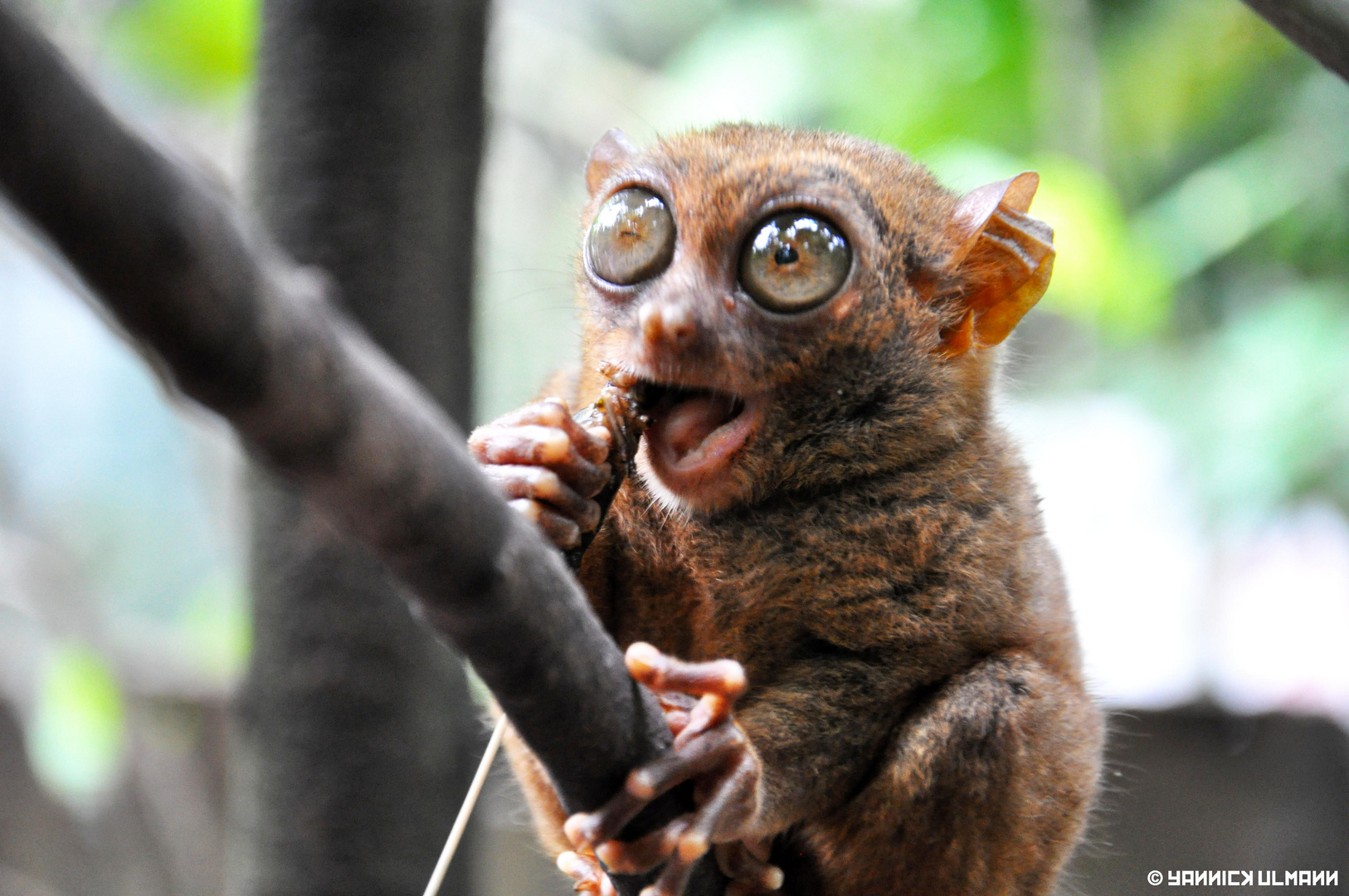 Amazing Tarsier From Bohol Island !