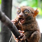 Amazing Tarsier From Bohol Island !