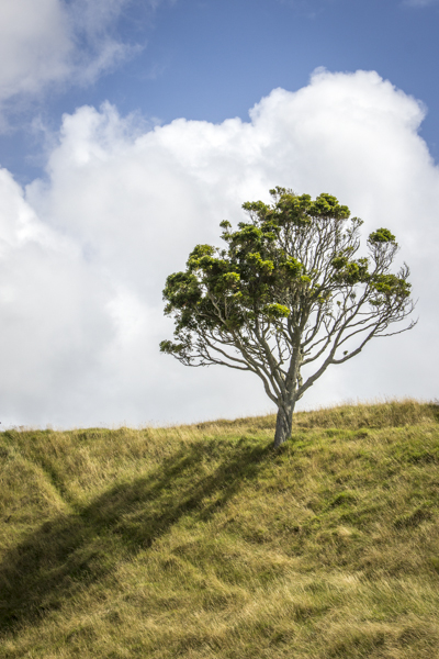 Amazing Tree