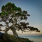 Amazing tree - Neuseeland