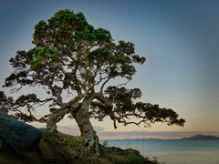 Amazing tree - Neuseeland