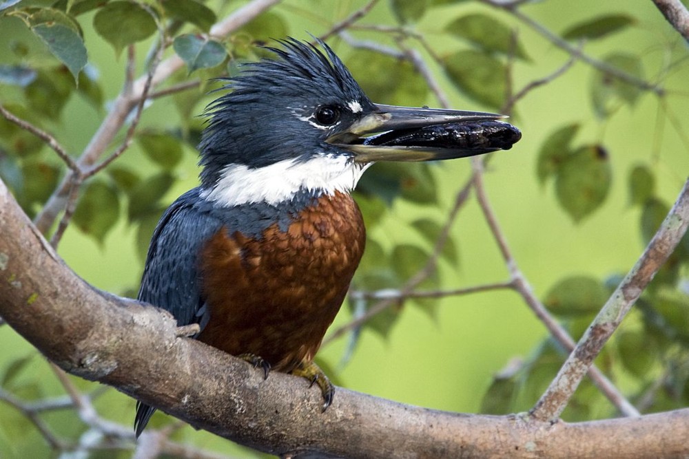 Amazon Kingfisher