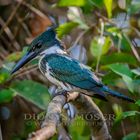 Amazon Kingfisher