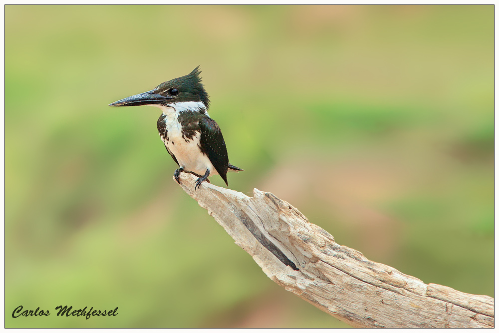 Amazon Kingfisher [Martín pescador matraquero] (Chloroceryle amazona amazona)