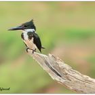 Amazon Kingfisher [Martín pescador matraquero] (Chloroceryle amazona amazona)