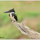 Amazon Kingfisher [Martn pescador matraquero] (Chloroceryle amazona amazona)