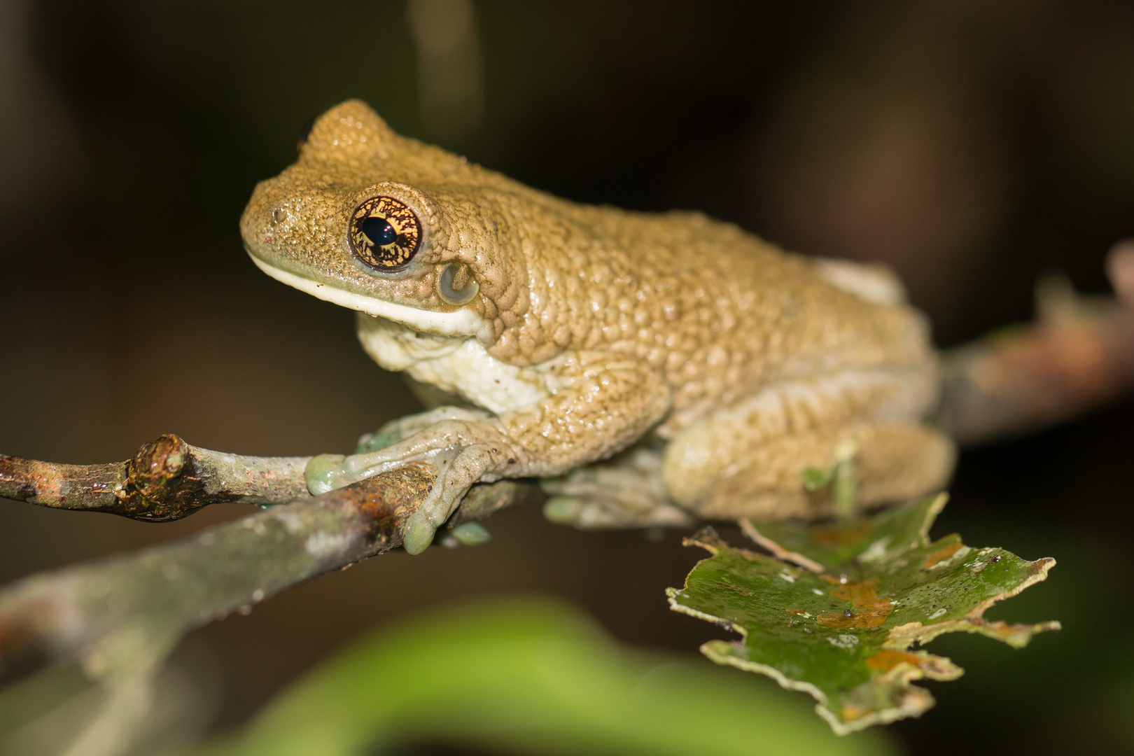 Amazon Milk Frog Trachycephalus venulosus Foto & Bild tiere, wildlife