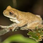 Amazon Milk Frog Trachycephalus venulosus