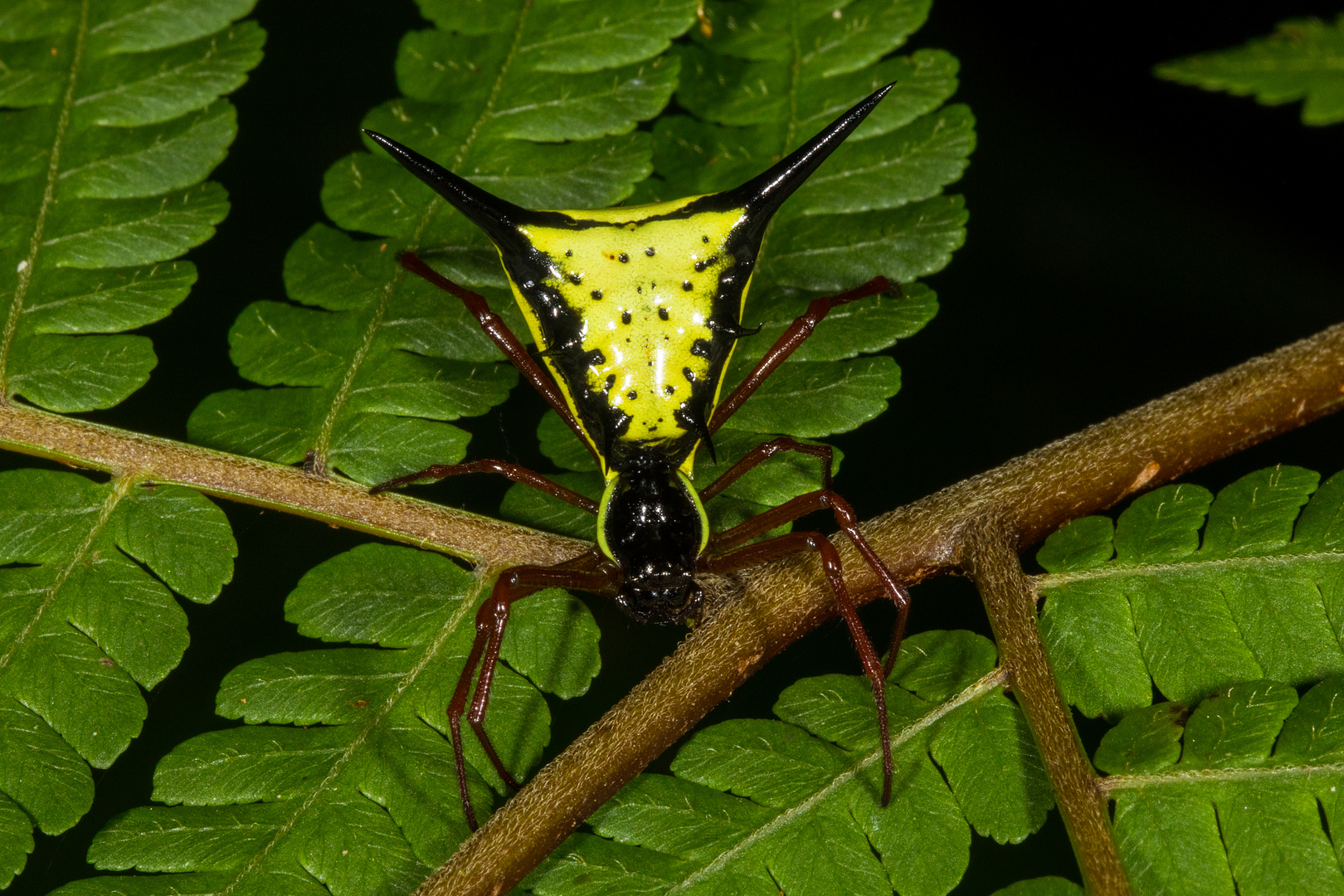 Amazon Thorn Spider (Micrathena schreibersi)