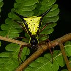 Amazon Thorn Spider (Micrathena schreibersi)