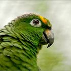 Amazona amazonica