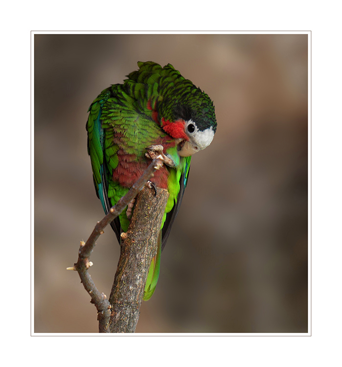 Amazona leucocephala - Kuba-Amazone