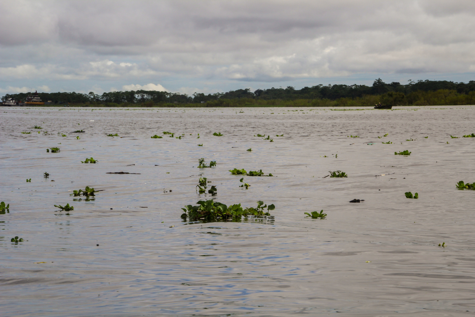 Amazonas 001