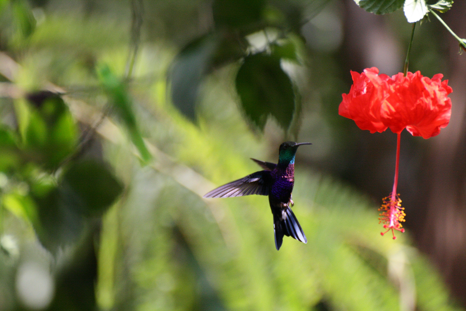 Amazonas 1 - Kolibri