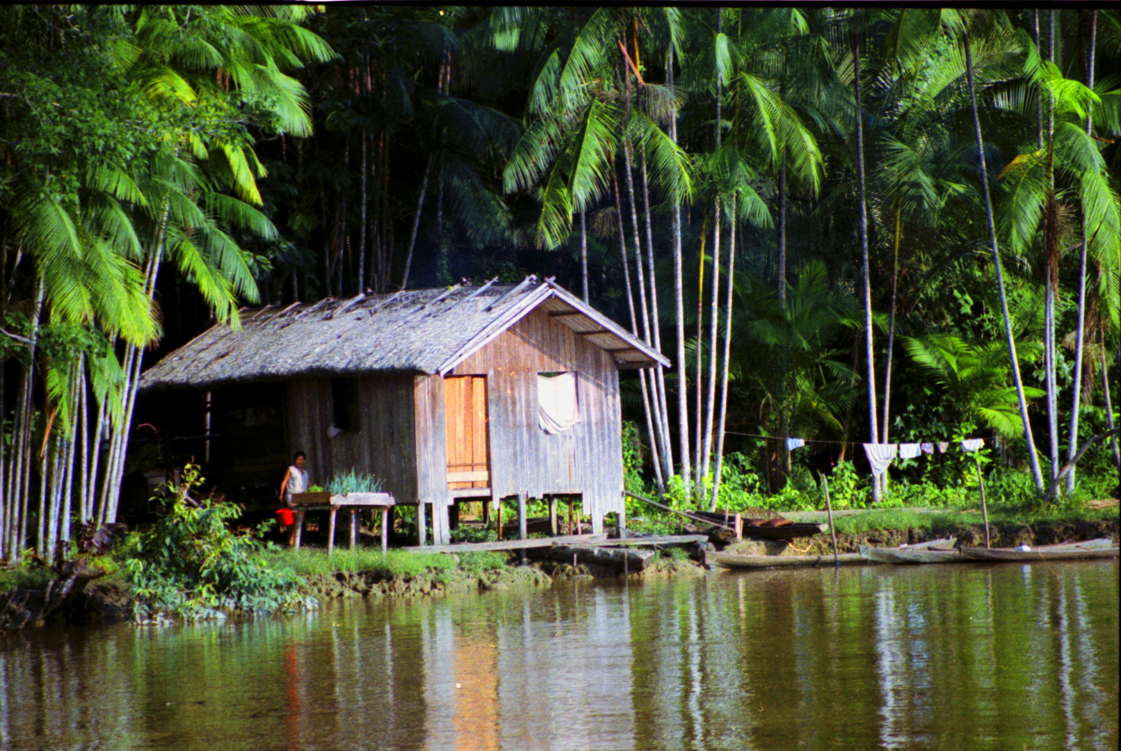 Amazonas