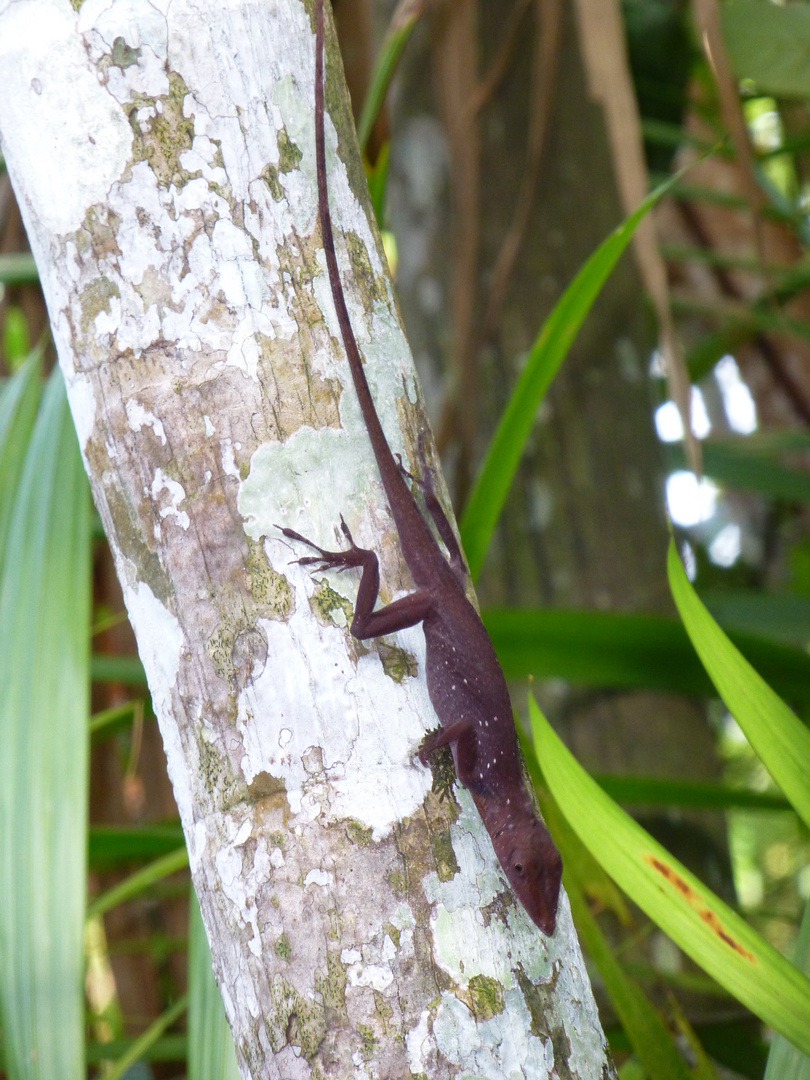 Amazonas 8 - Anolis