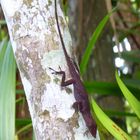 Amazonas 8 - Anolis