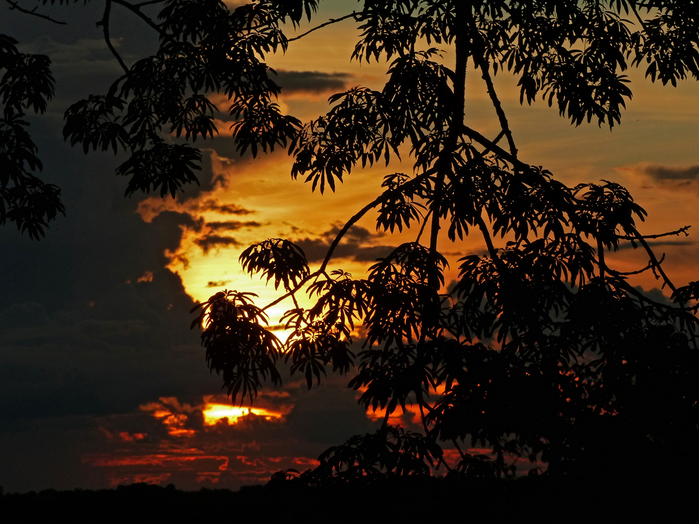 Amazonas