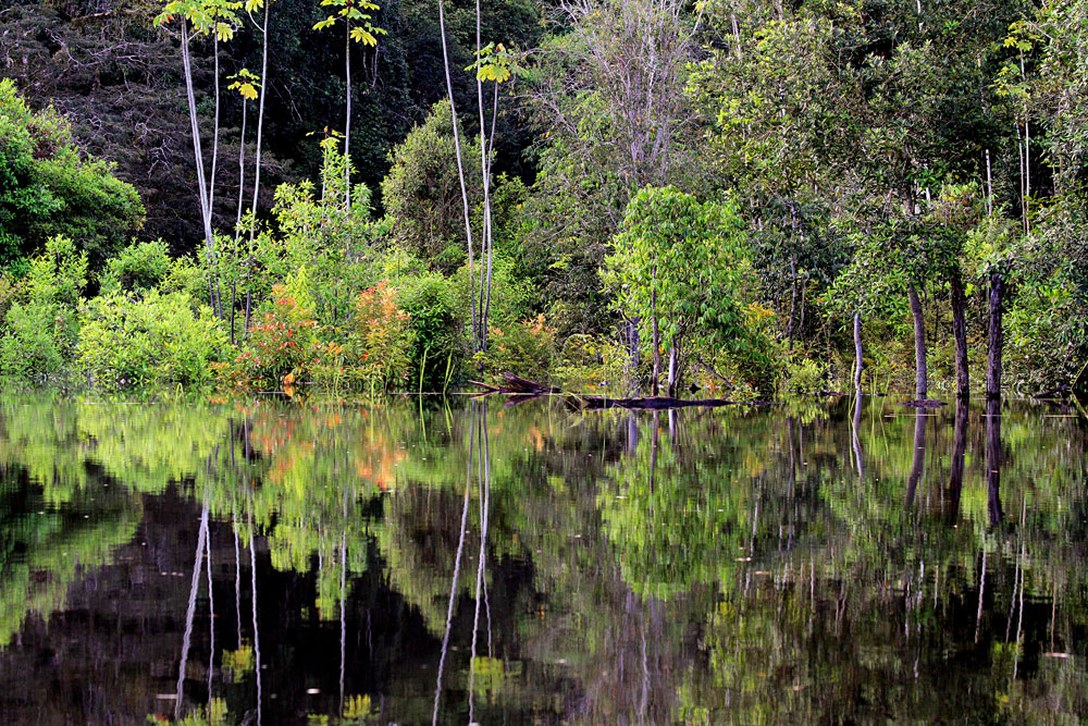 Amazonas