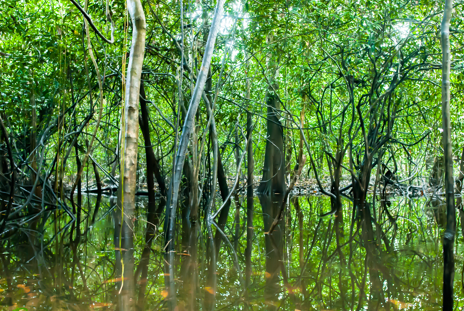 Amazonas 