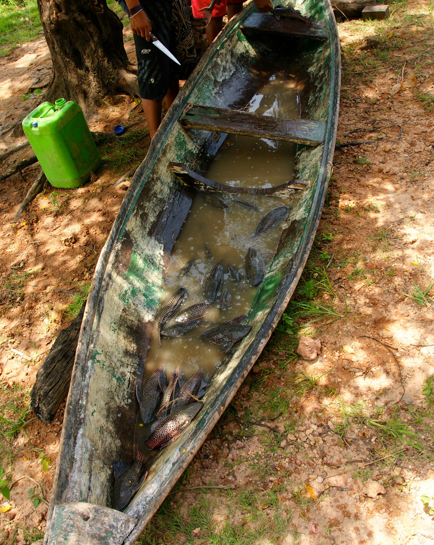 Amazonas Fischfang