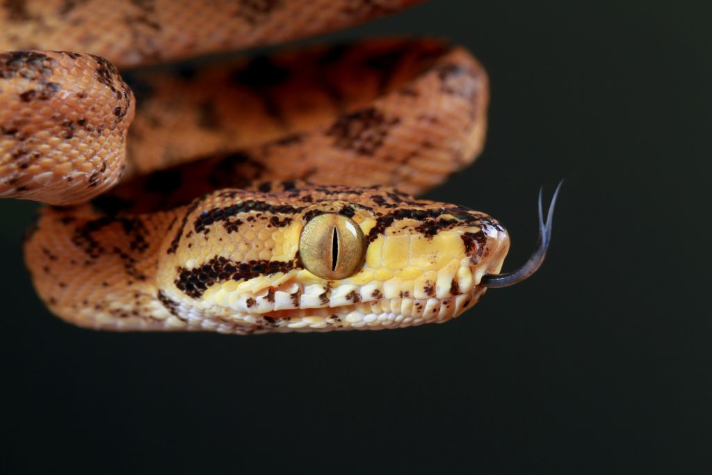 Amazonas Gartenboa