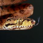 Amazonas Gartenboa