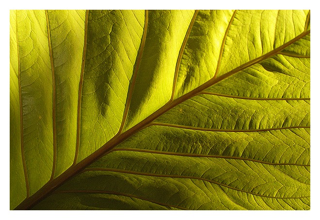 Amazonas-Grün .... rettet diese Farbe!