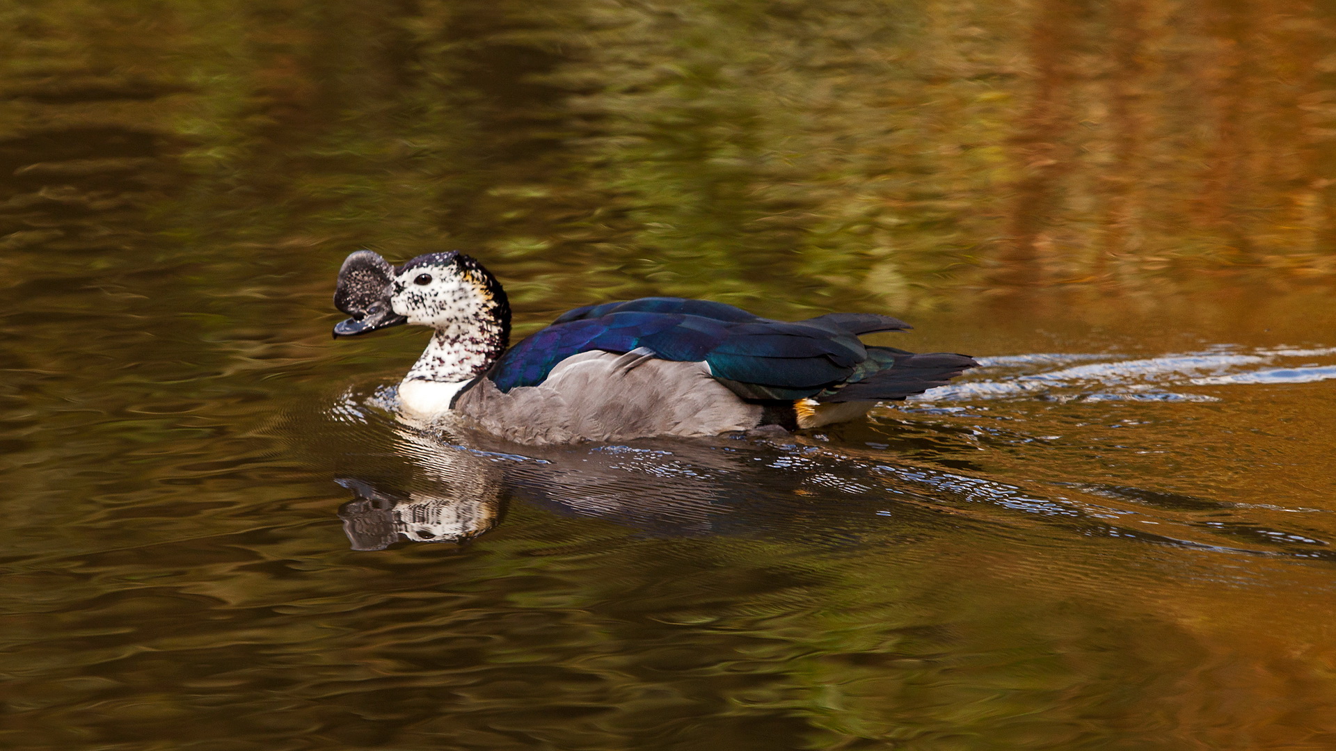 Amazonas Hochglanzgans 