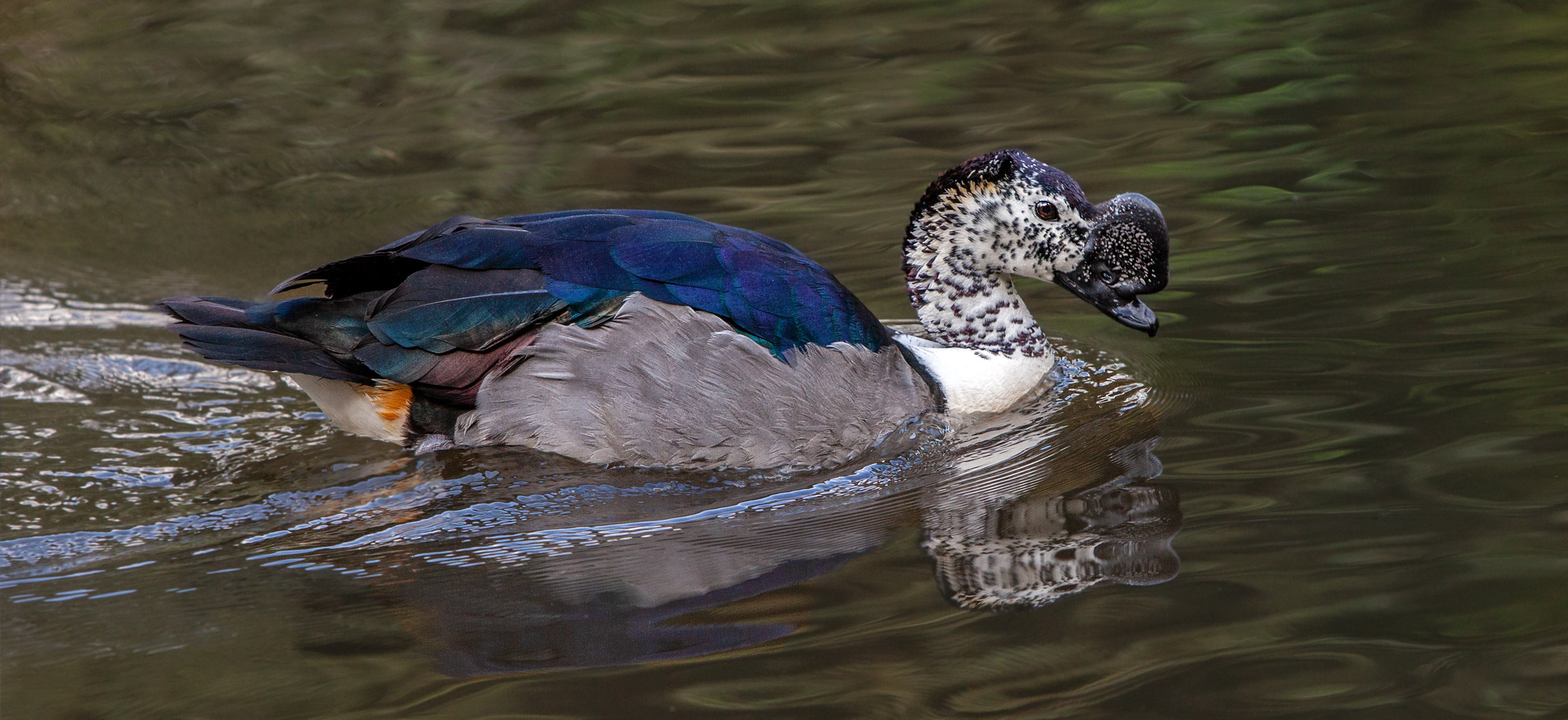 Amazonas Höckerglanzgans 001 