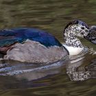 Amazonas Höckerglanzgans 001 