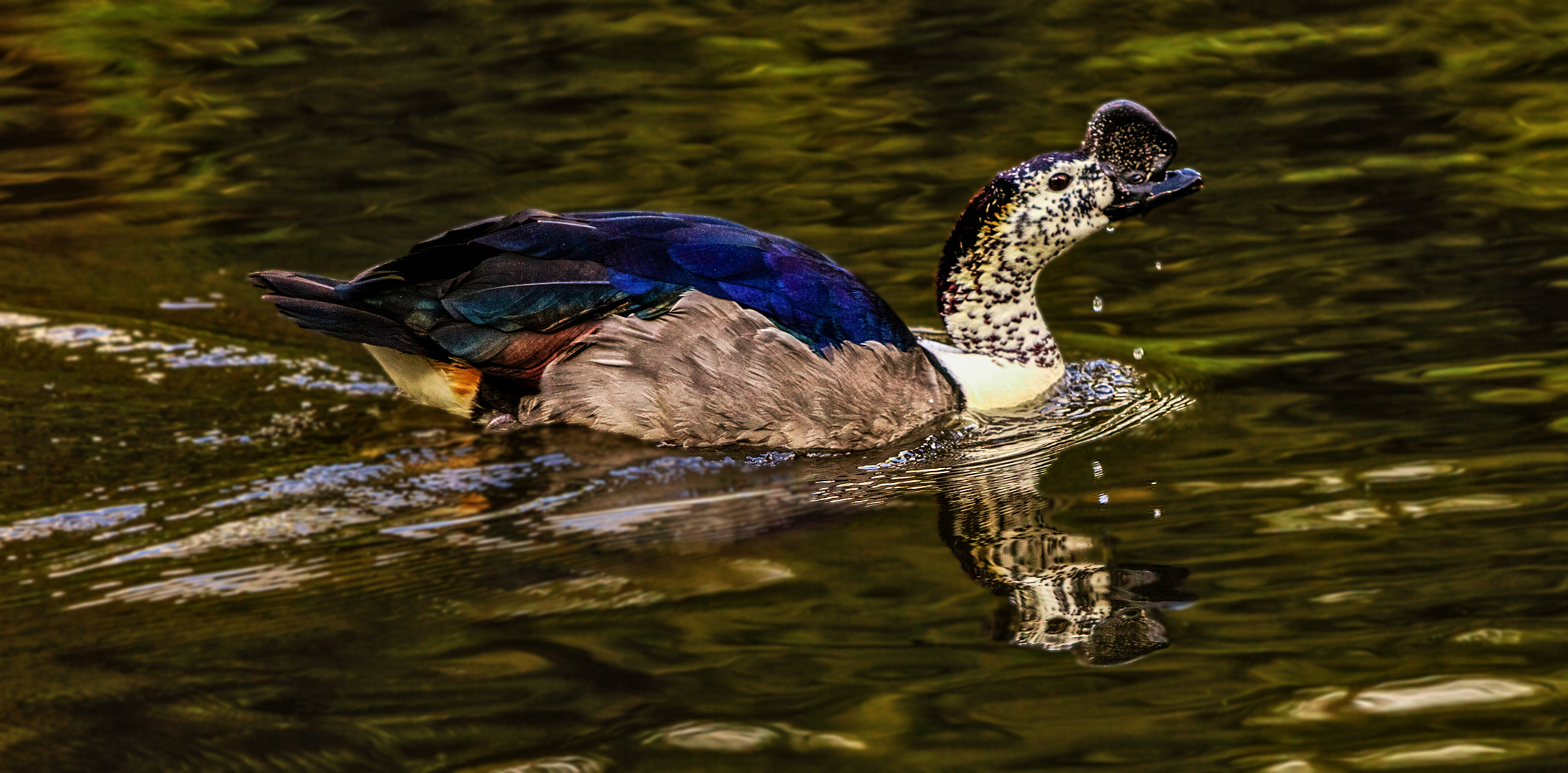 Amazonas Höckerglanzgans 001