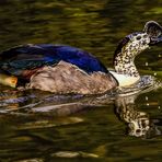 Amazonas Höckerglanzgans 001