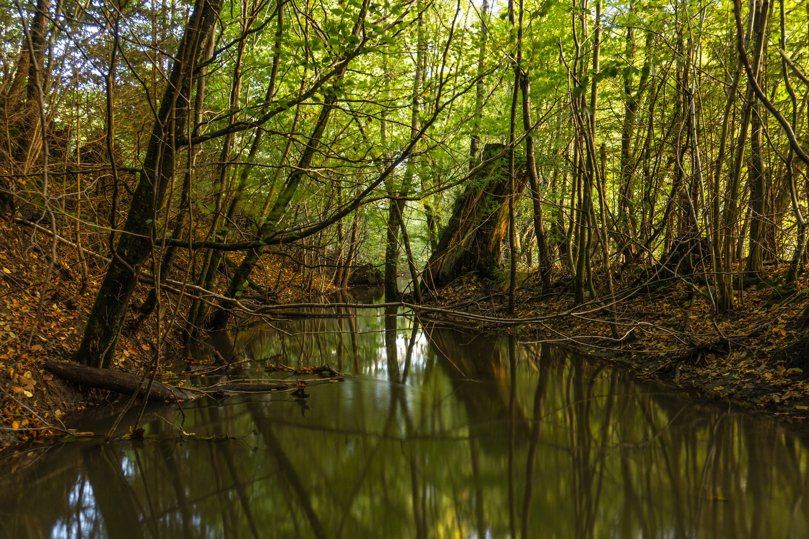 Amazonas in Deutschland