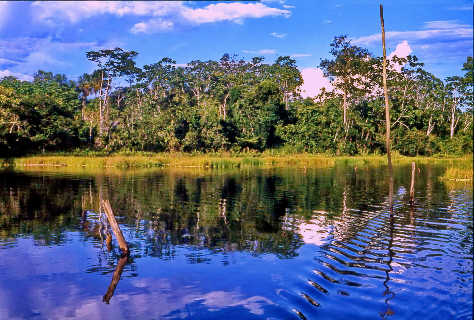 Amazonas Jungle