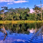 Amazonas Jungle