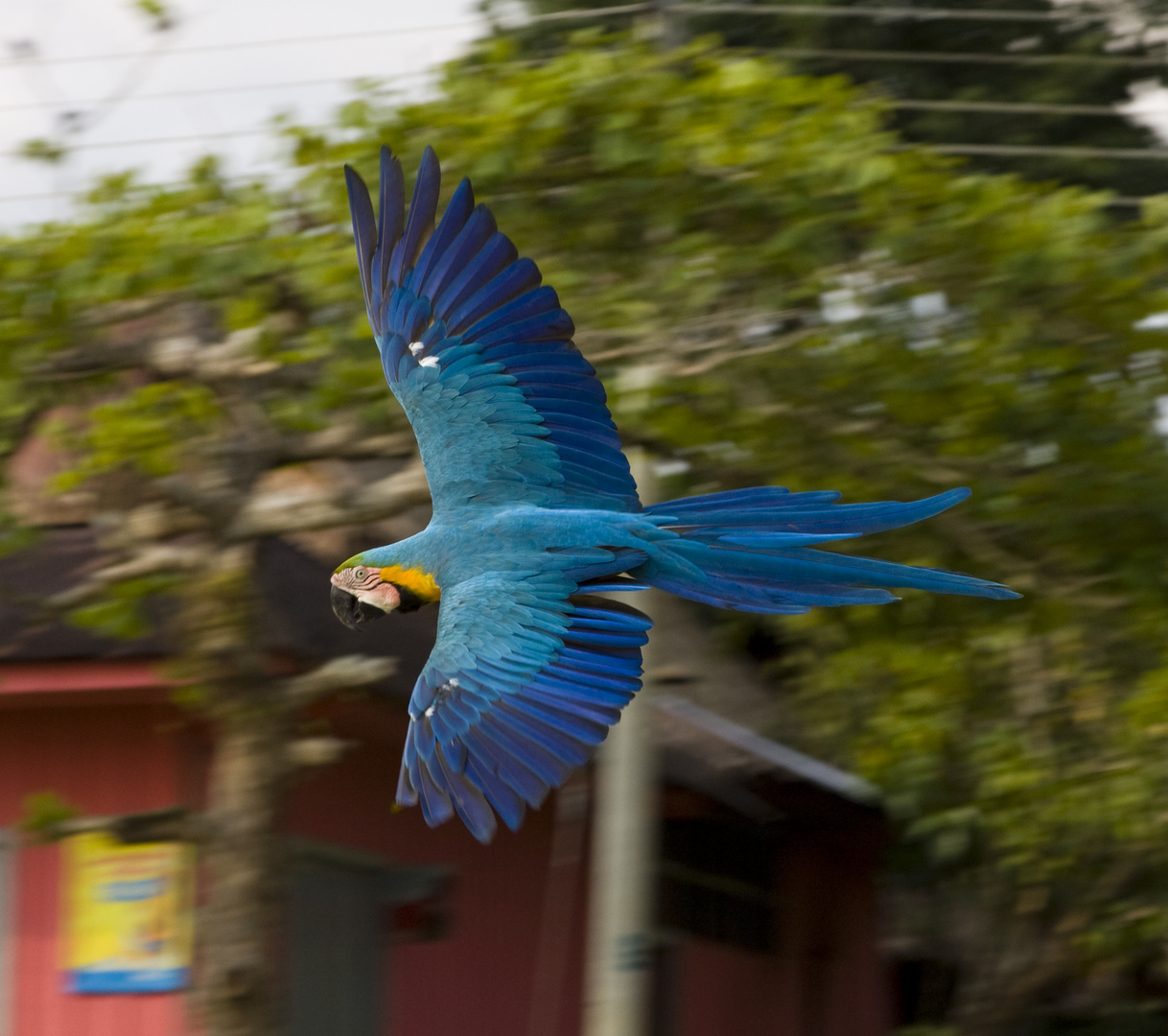 Amazonas, Kolumbien