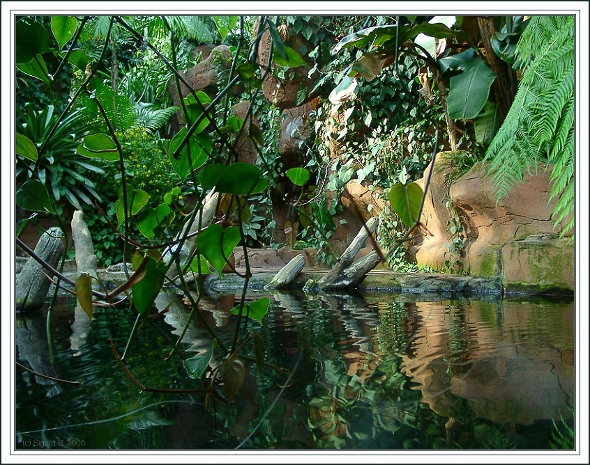 Amazonas lässt grüßen