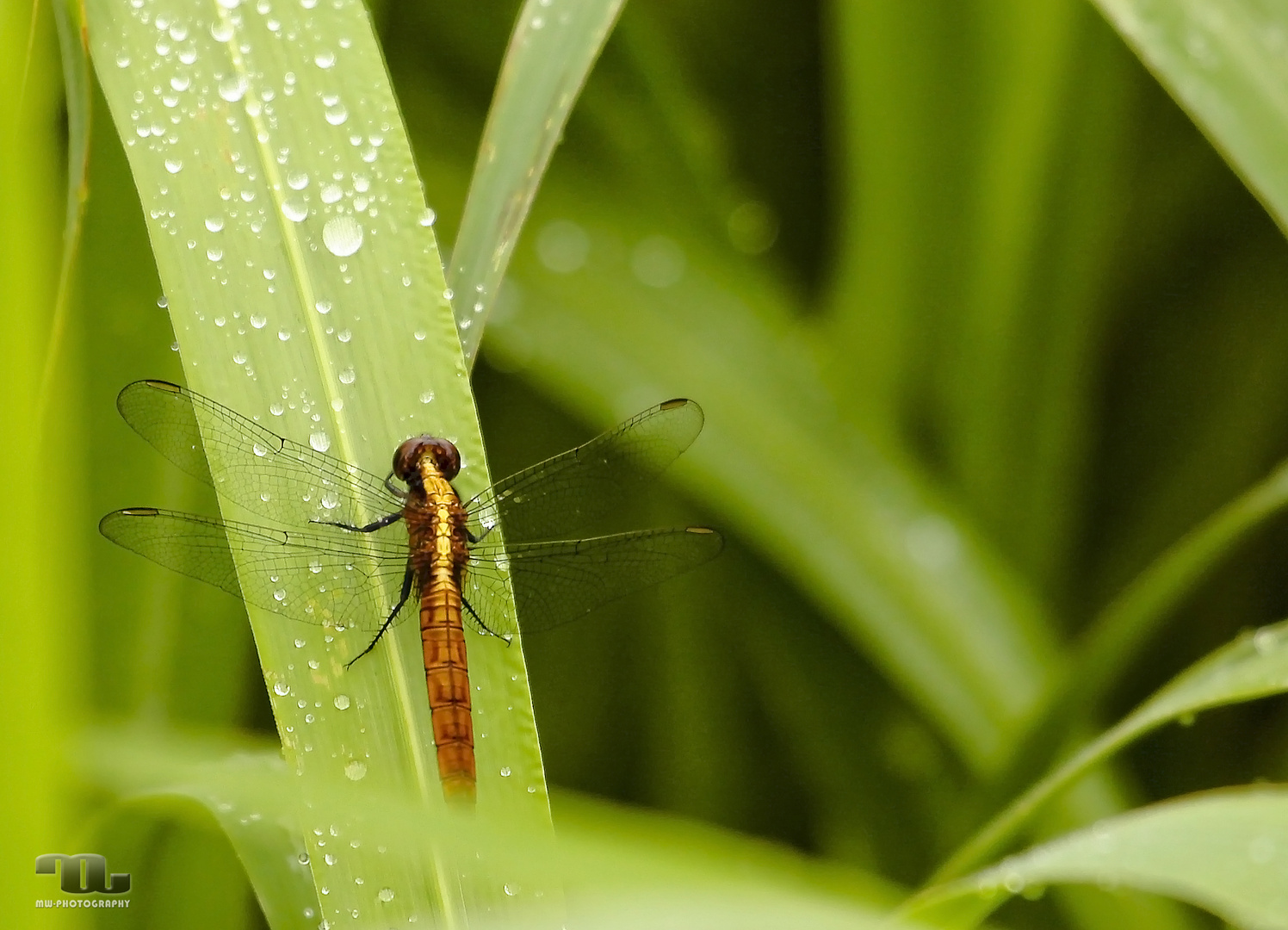 Amazonas Libelle