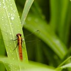 Amazonas Libelle