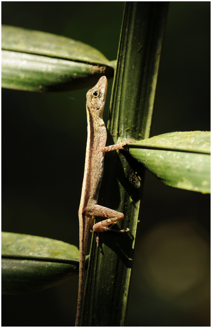 Amazonas Macro