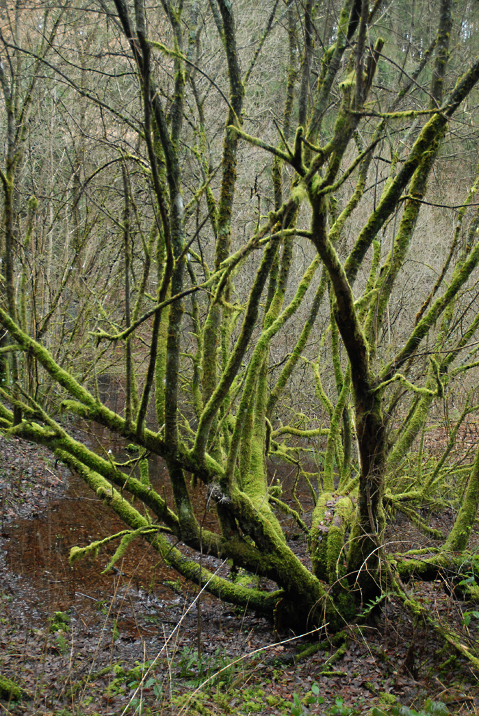 Amazonas ? Nein Eifelbachtal.