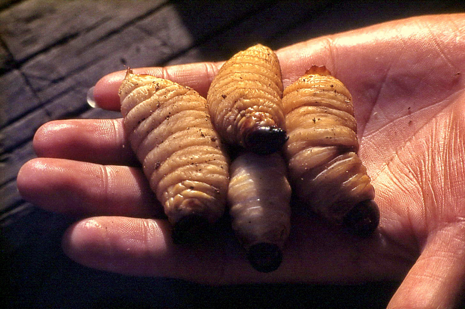 Amazonas Palmkäferlarven (Rhynchophorus phoenicis)