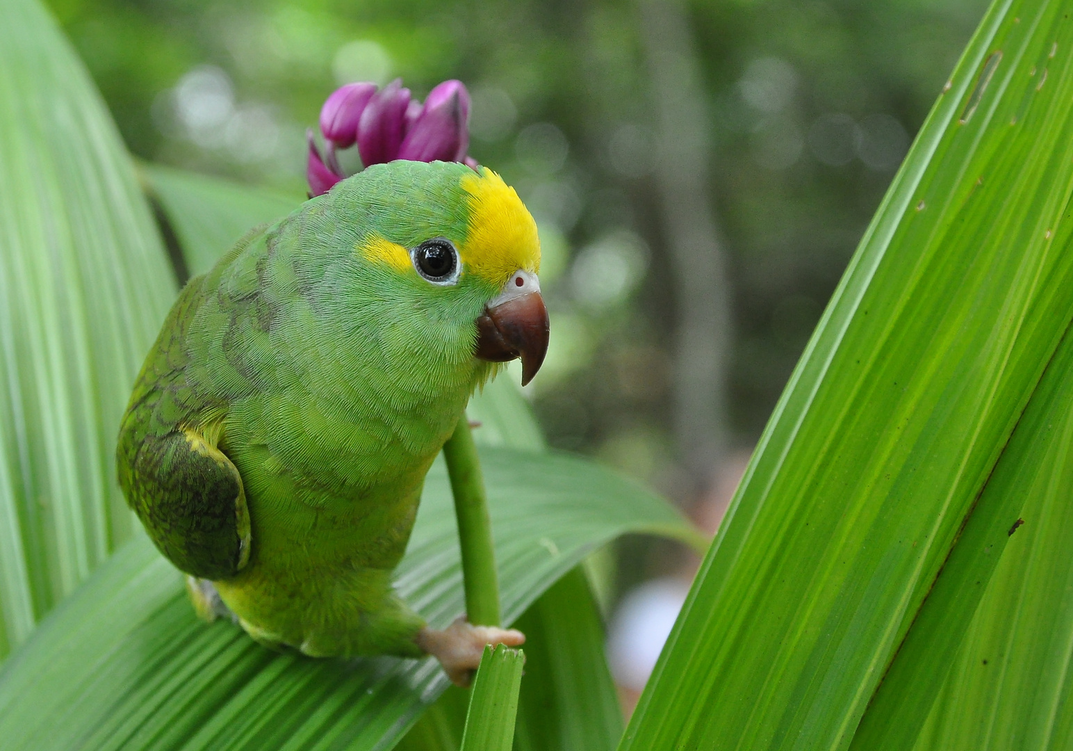 Amazonas Papagei