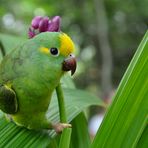 Amazonas Papagei